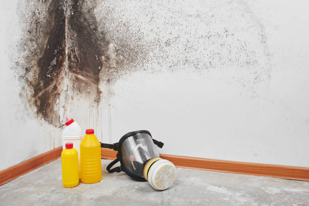 Best Basement Mold Remediation in Erlanger, KY
