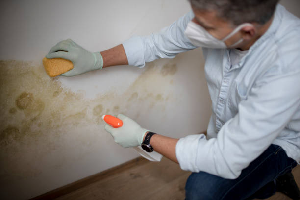 Best White Mold Remediation in Erlanger, KY