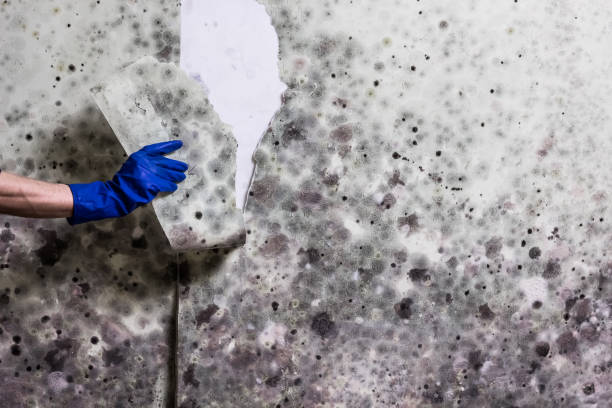 Best Localized Mold Remediation (e.g., coastal areas, humid climates) in Erlanger, KY